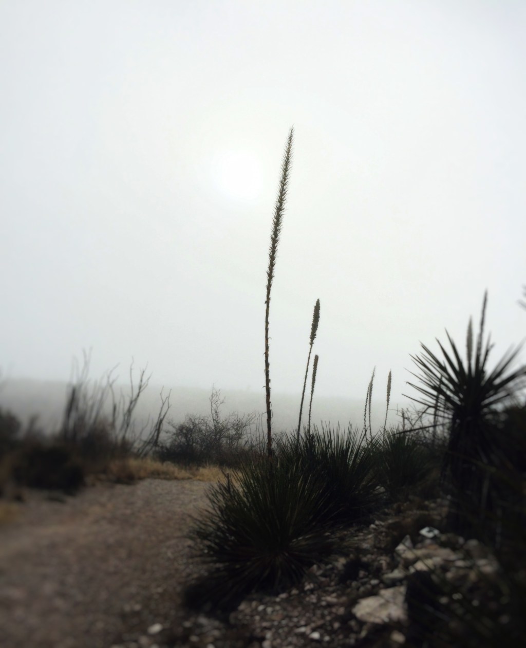 Thoughts: My Invalid&nbsp;Life